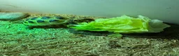 Tortoise reptiles for sale: Horsefield tortoise  in Ellesmere Port - Advert 4