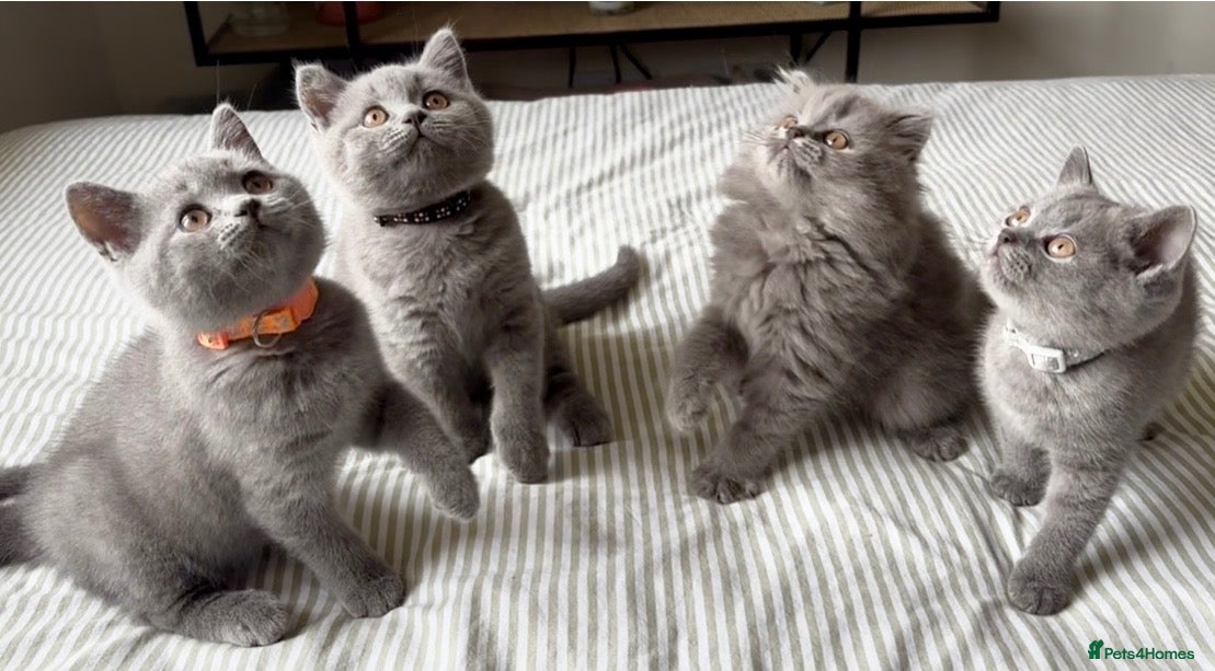 British Shorthair cats 🏆BSH kittens🏆 3/5 reserved, ready in 4 days 🩷 - Advert 1