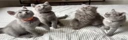 British Shorthair cats for sale: *All sold* 2027 waitlist is open x  - Advert 1