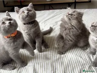 British Shorthair cats 🏆BSH kittens🏆 3/5 reserved, ready in 4 days 🩷 - Advert 1