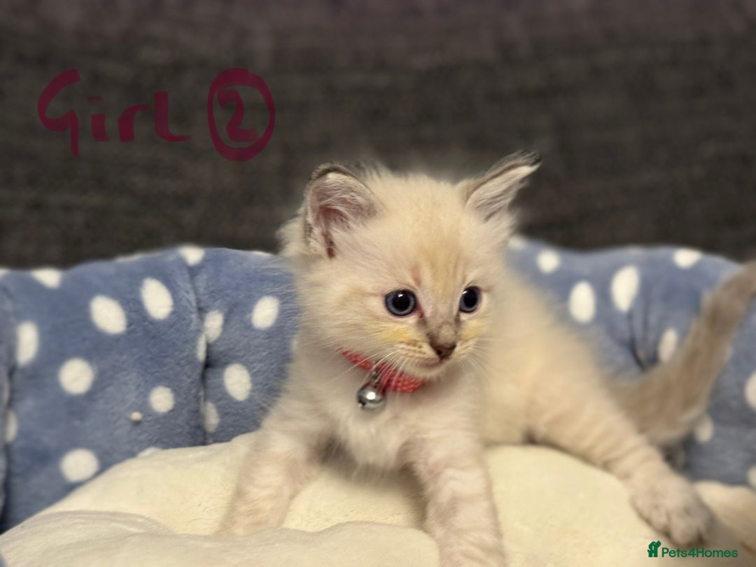 Ragdoll cats for sale: Beautiful Rag doll kittens for sale  - Image 12