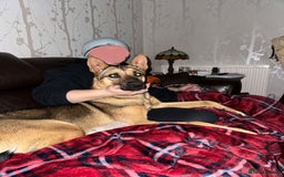 Mixed Breed dogs for adoption: KODA - 5 years old, Shepherd Mix, Boy - Image 9