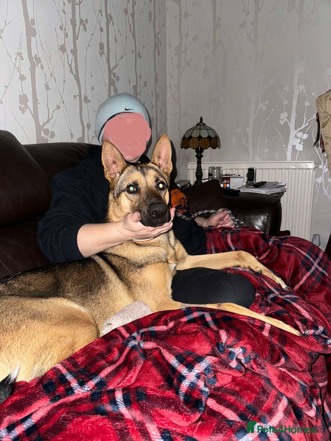 Mixed Breed dogs for adoption: KODA - 5 years old, Shepherd Mix, Boy - Image 9