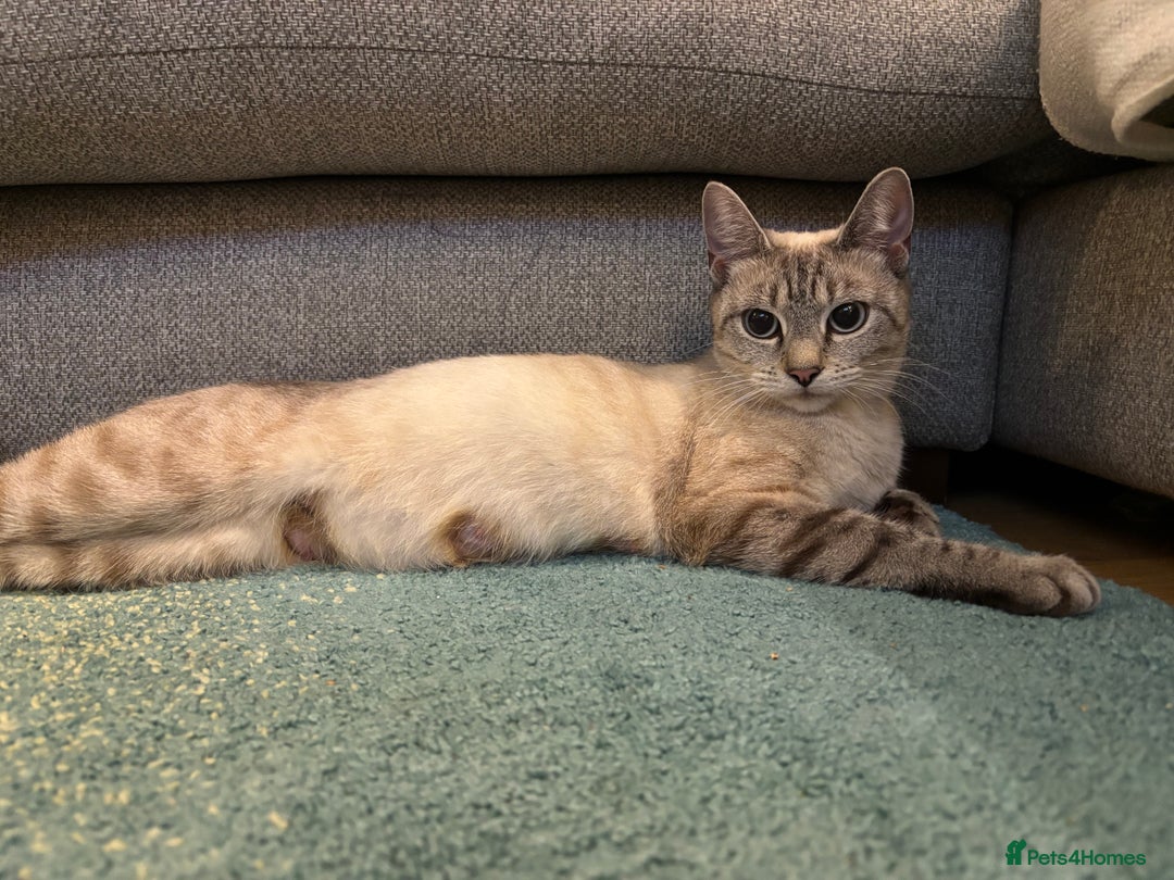 Mixed Breed cats for sale: Lovely kittens  - Image 10