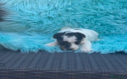 Fox Terrier dogs for sale: KC registered Rough haired fox terriers available  - Image 5