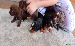 Cocker Spaniel dogs for sale: Working cocker wocker puppies - Image 1