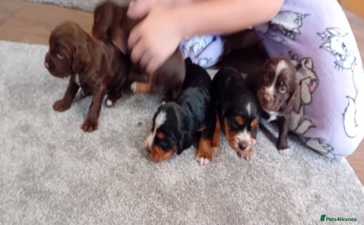 Cocker Spaniel dogs - Advert 15