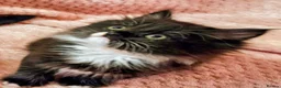 Mixed Breed cats for sale: Persian cross kittens x 5 - Advert 9