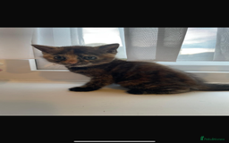 British Shorthair cats for sale: Last kitten - Image 3
