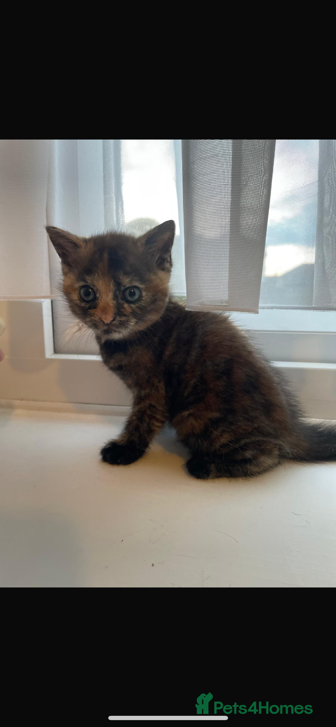 British Shorthair cats for sale: Last kitten - Image 3