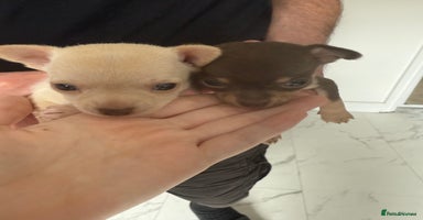 Chihuahua dogs - Advert 5