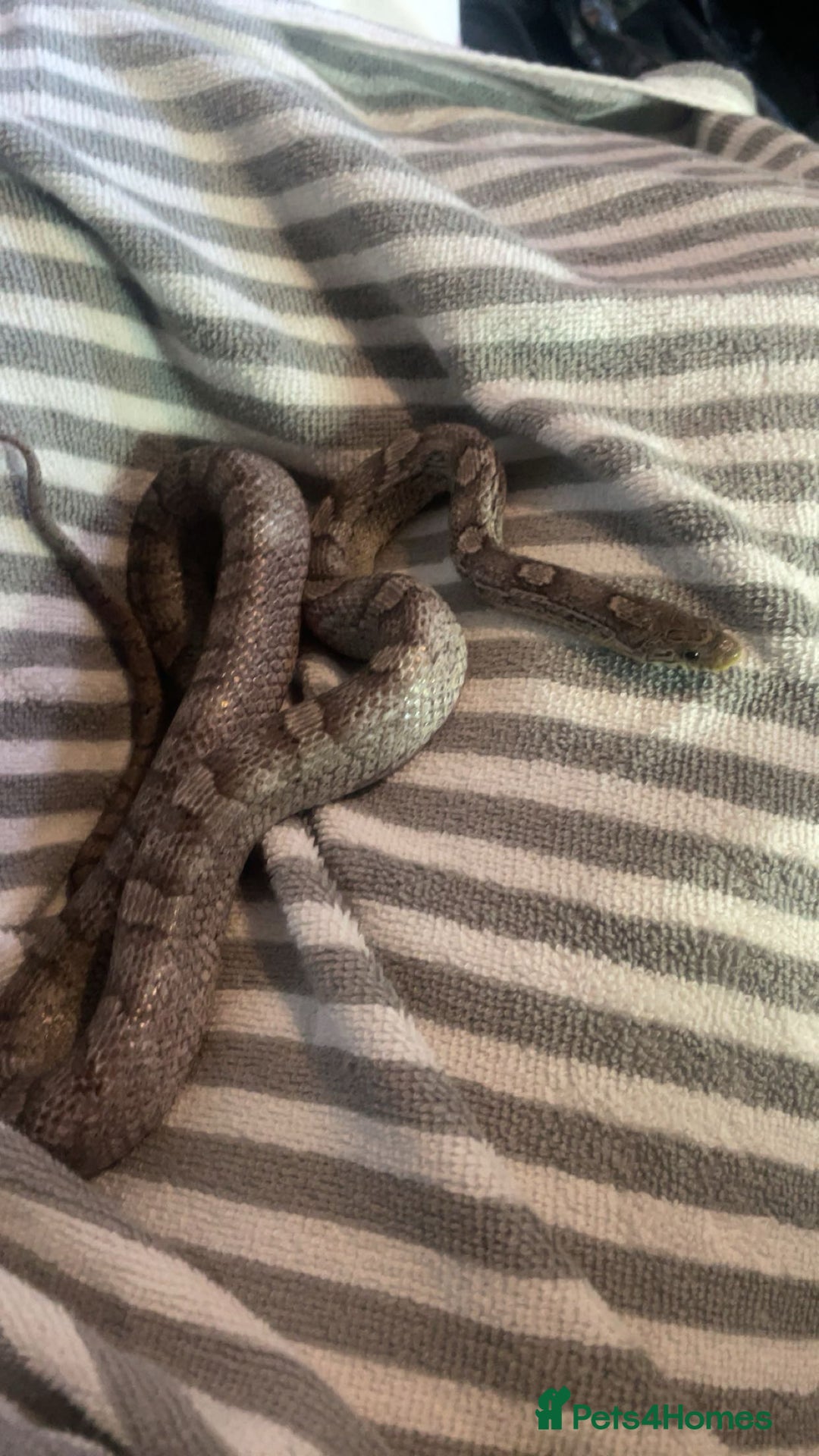 Corn Snake reptiles for sale: Corn snake in need of a new home - Image 4