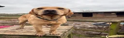 Labrador Retriever dogs for sale: Kc reg health tested Labrador pups  in Bideford - Advert 21