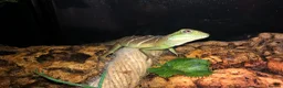 Dragon reptiles for sale: Water Dragon Hatchlings—Healthy,Active,Well Raised in London - Advert 1