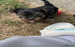 Yorkshire Terrier dogs for sale: Puppies  - Image 4