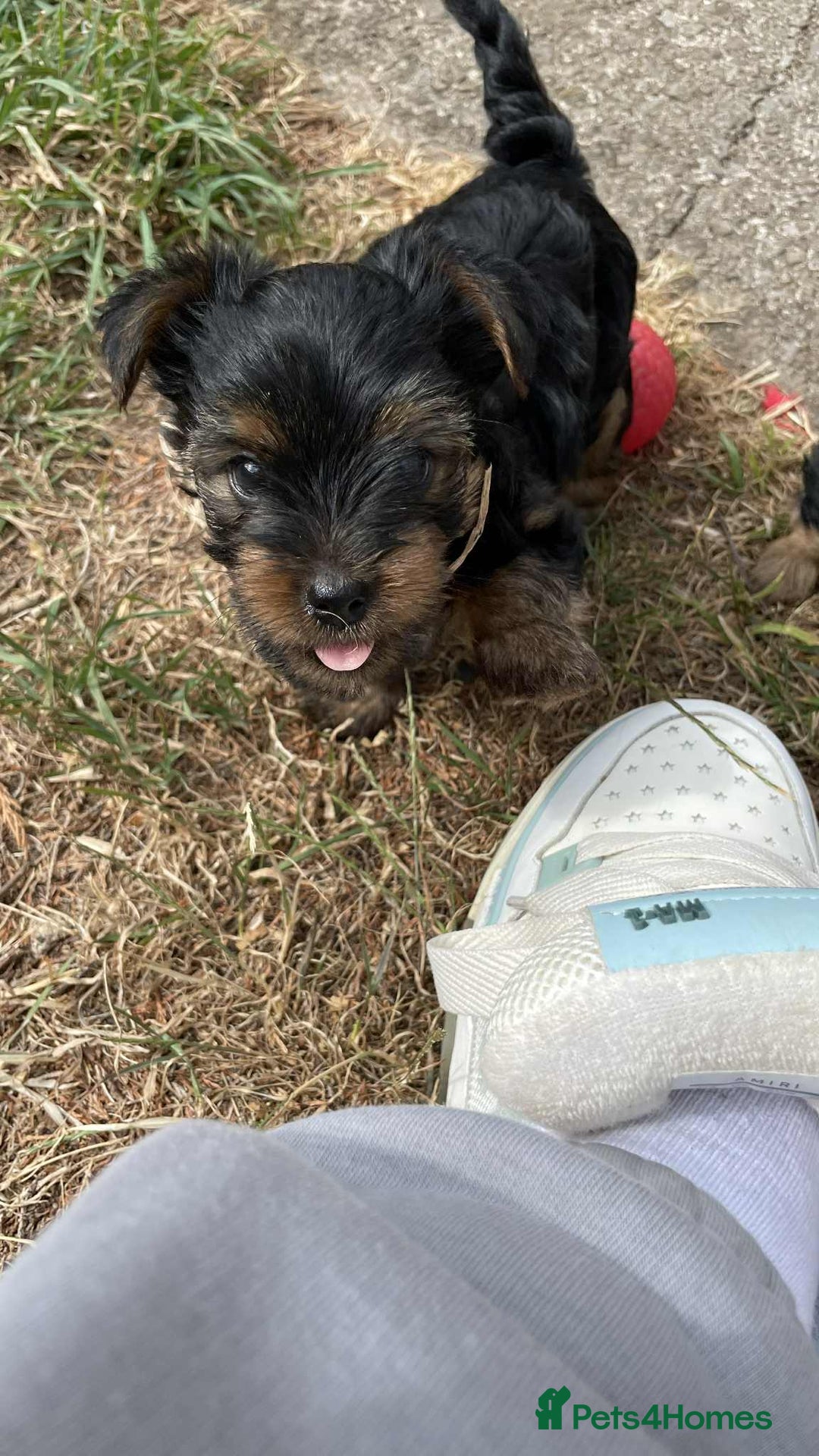 Yorkshire Terrier dogs for sale: Puppies  - Image 4