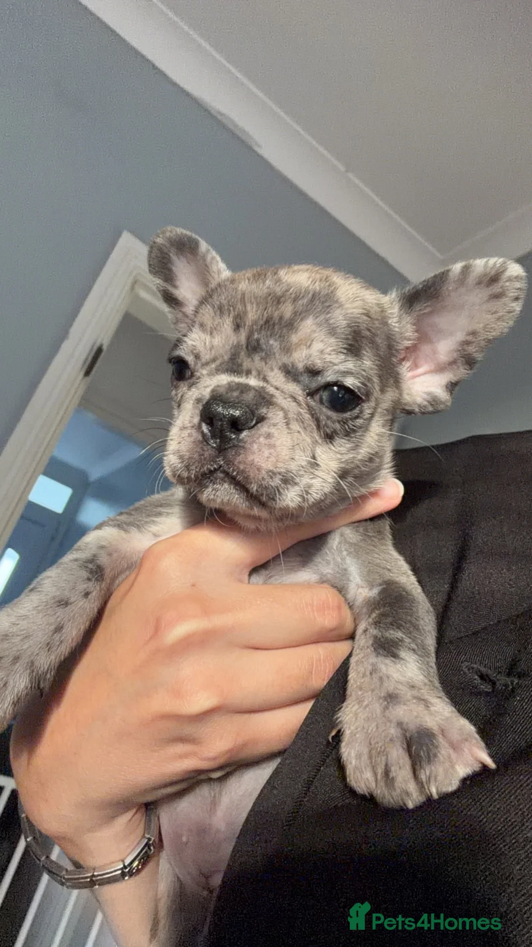 French Bulldog dogs for sale: French Bulldog Puppies - Advert 2