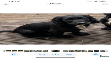 Sprocker dogs - Advert 10
