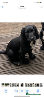 Sprocker dogs - Advert 6