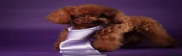 Toy Poodle dogs for sale: 🐩🤎Exceptional Deep Red Toy Poodle Puppies 🤎🐩  - Advert 6