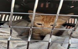 Mixed Breed cats for sale: Ginger male cat ready to go now!! - Image 5