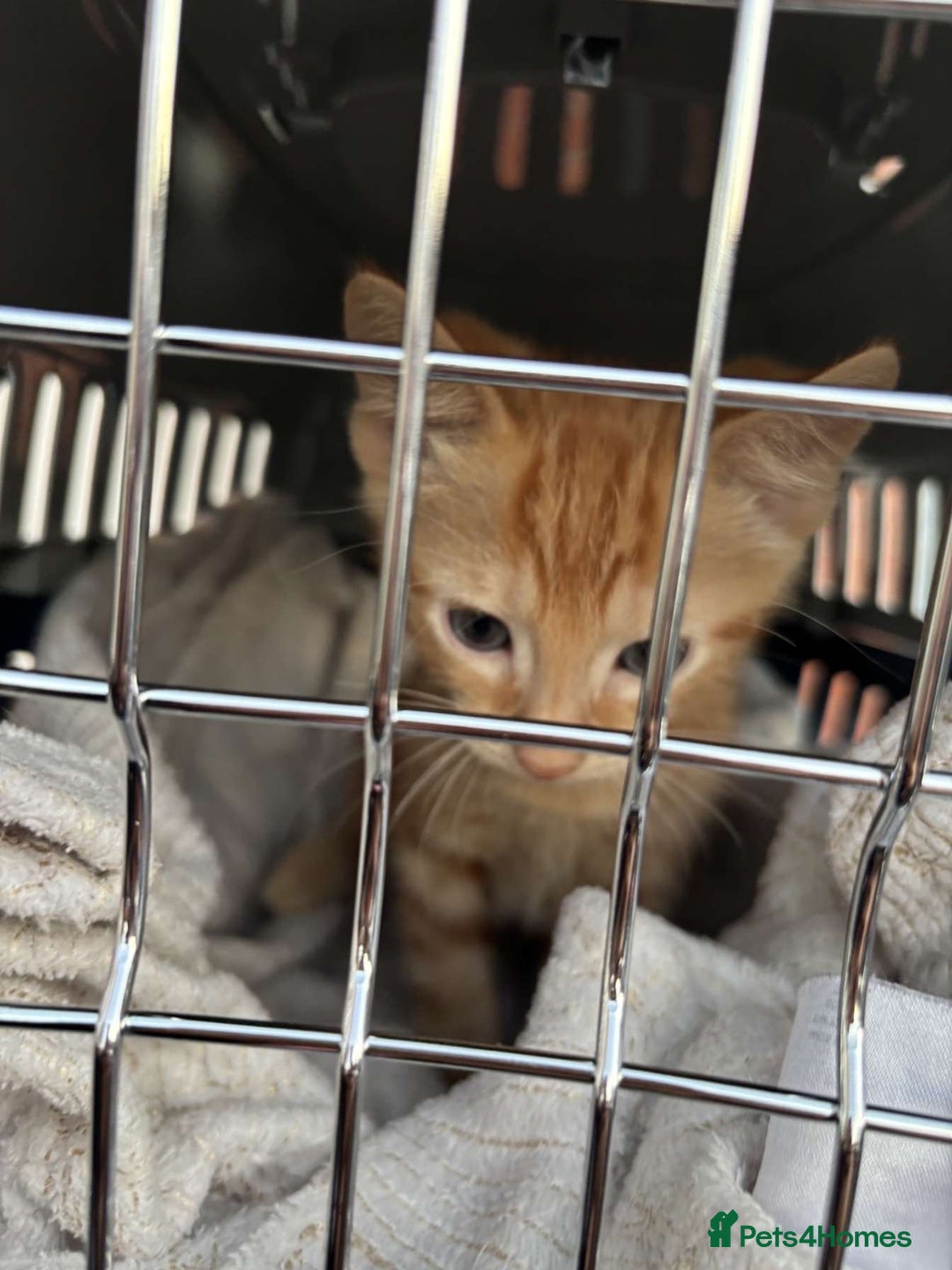 Mixed Breed cats for sale: Ginger male cat ready to go now!! - Image 5