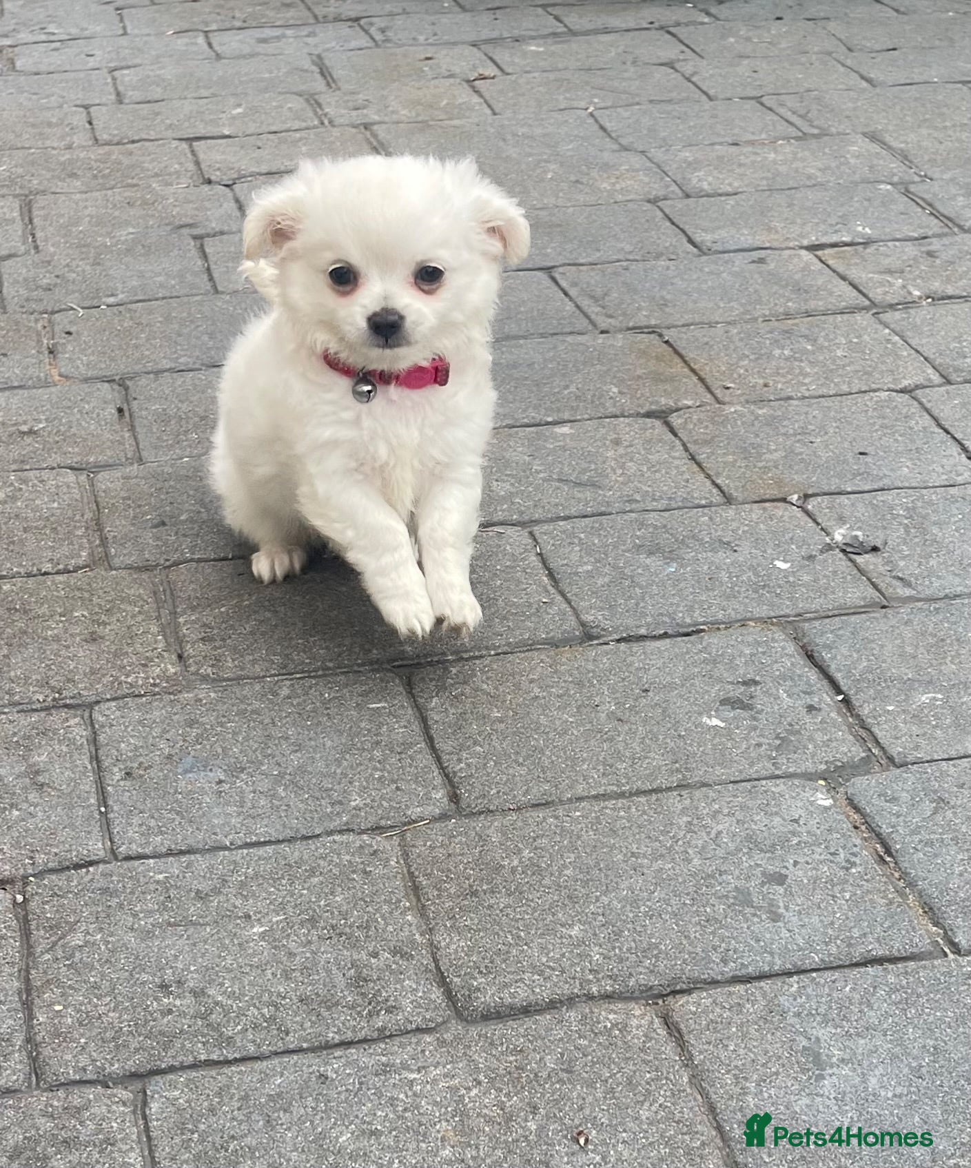 Chihuahua dogs 4 white long coat pups  - Advert 11