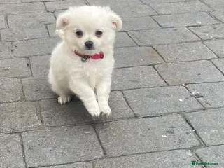 Chihuahua dogs 4 white long coat pups - Advert 11