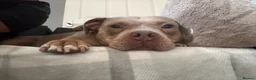 Mixed Breed dogs for sale: pocket bully  in Huddersfield - Advert 1