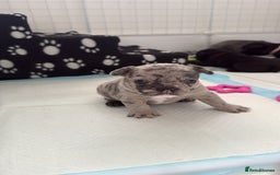 French Bulldog dogs for sale: French bulldog puppies looking for loving homes  - Image 5