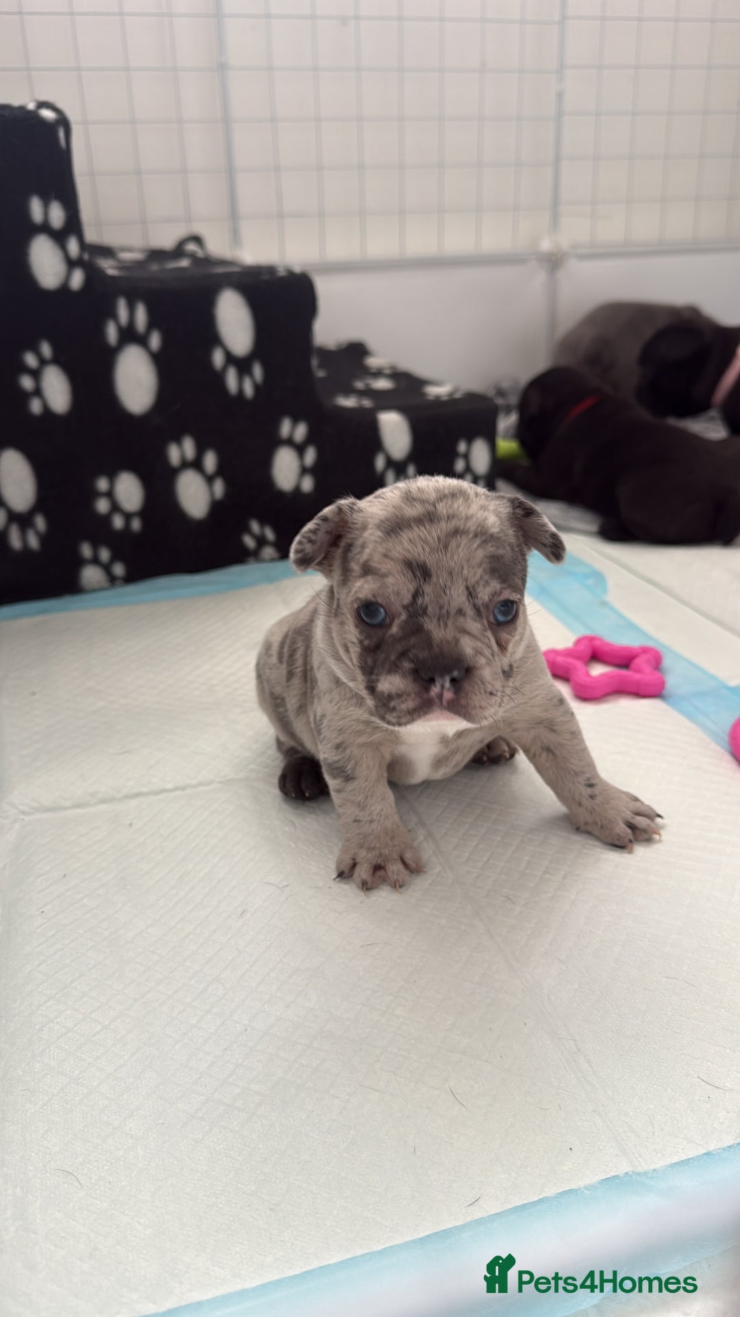 French Bulldog dogs for sale: French bulldog puppies looking for loving homes  - Image 5