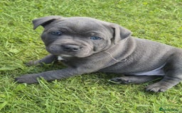 Staffordshire Bull Terrier dogs for sale: Staffordshire Bull Terrier Puppy purple  - Beautiful KC reg Blue Staffordshire bullterriers  - Image 31