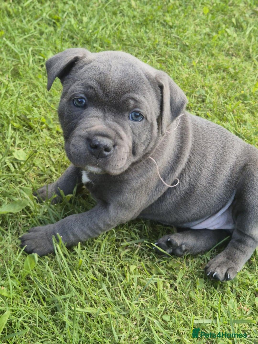 Staffordshire Bull Terrier dogs for sale: Staffordshire Bull Terrier Puppy purple  - Beautiful KC reg Blue Staffordshire bullterriers  - Image 31