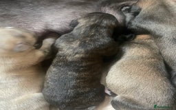 Mixed Breed dogs for sale: Stunning saluki greyhound puppies!  - Image 6