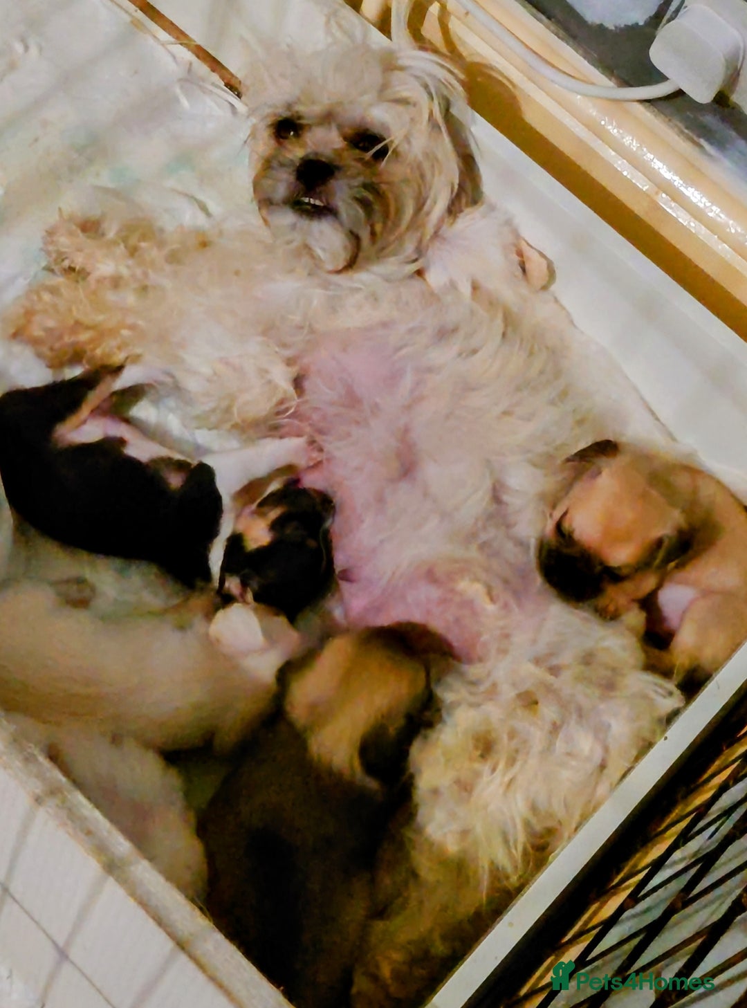 Mixed Breed dogs for sale: Shipoo x chihuahua ❤️ - Image 4