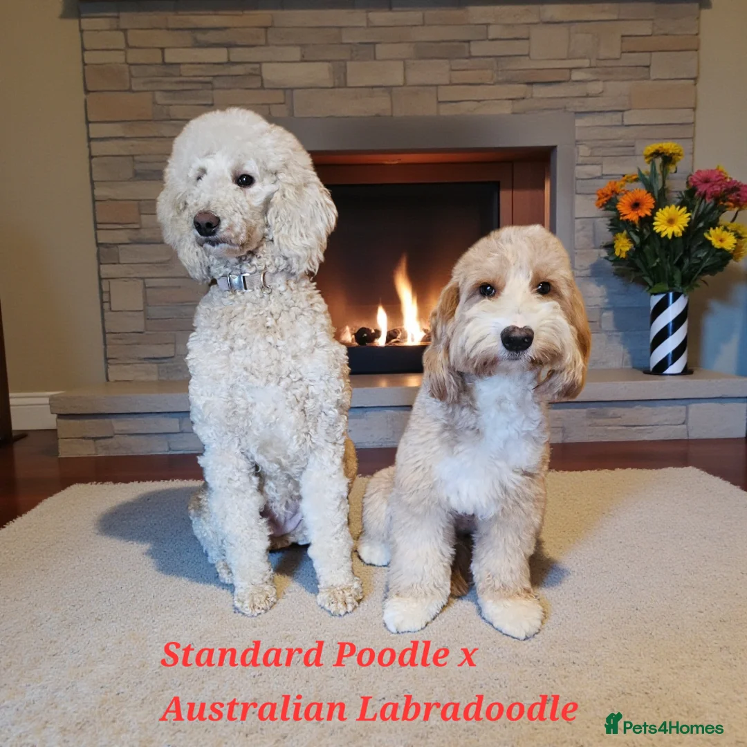 Australian Labradoodle dogs for sale: STUNNING LITTER OF AUSTRALIAN LABRADOODLES  - Advert 19