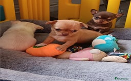 Chihuahua dogs for sale: Chihuhua pups - Image 18