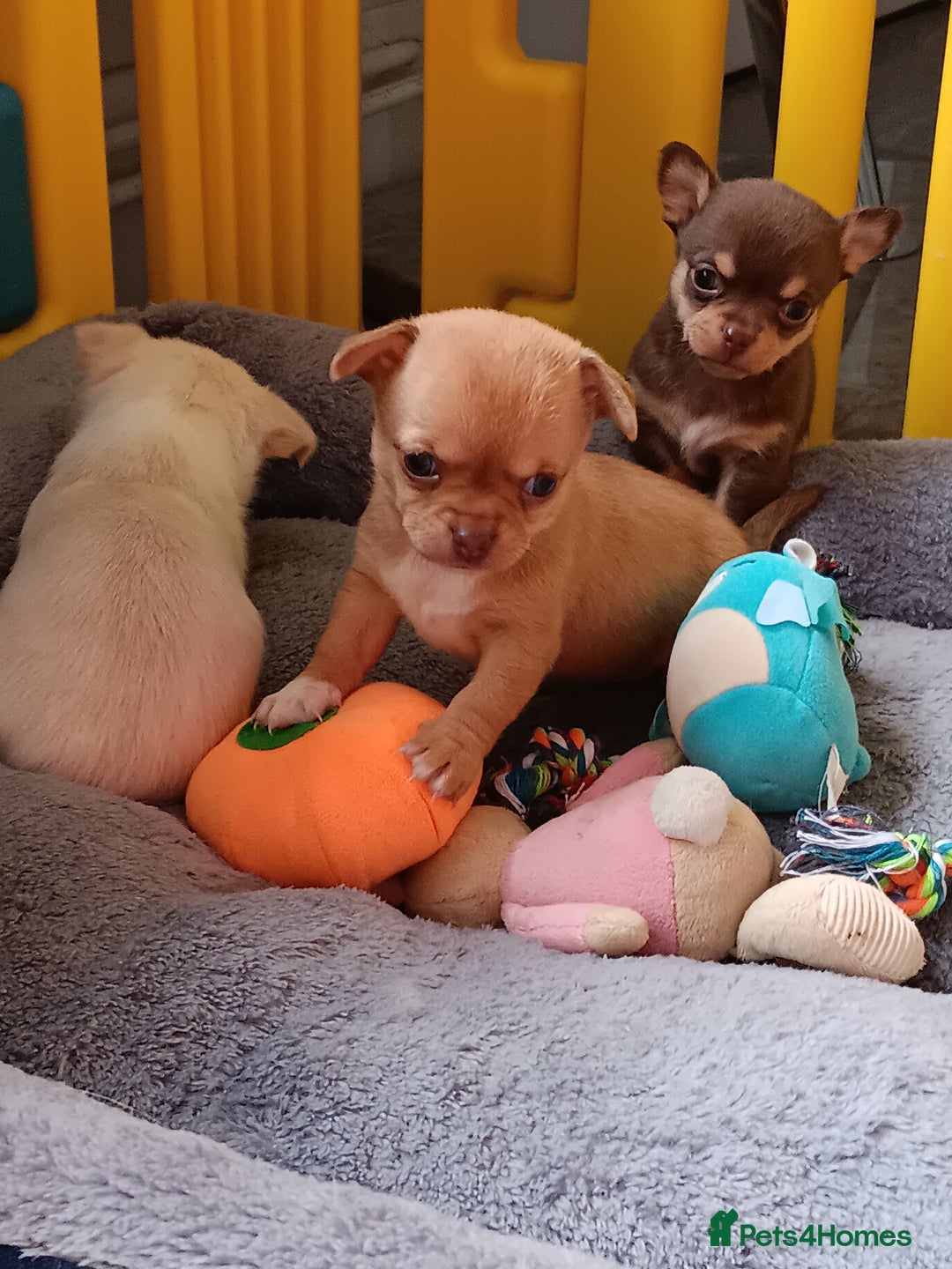 Chihuahua dogs for sale: Chihuhua pups - Image 18
