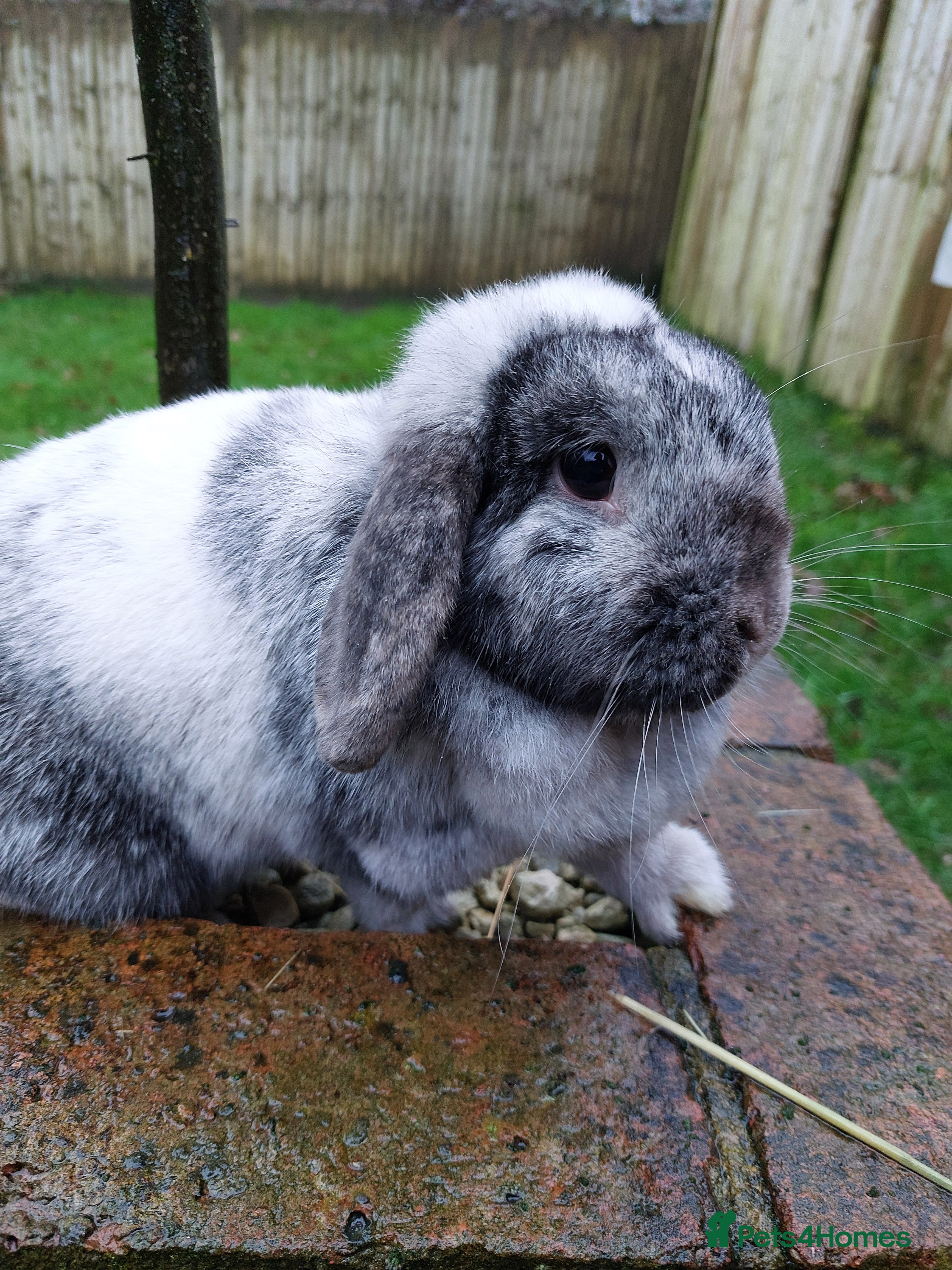 Mini Lop rabbits Adorable Mini Lop Doe - Advert 2