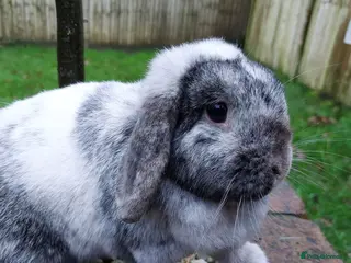 Mini Lop rabbits Adorable Mini Lop Doe - Advert 1