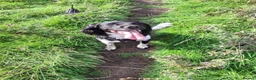 English Springer Spaniel dogs for stud: Hugo. in Sheffield - Advert 8