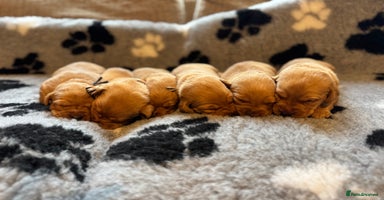 Labrador Retriever dogs - Advert 12