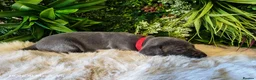 Weimaraner dogs for sale: ✨KC Weimaraner litter  from Champion Bloodlines ✨ - Advert 10