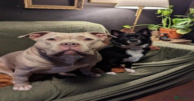 American Bully dogs Sweetest Nala looking for loving home  - Advert 5