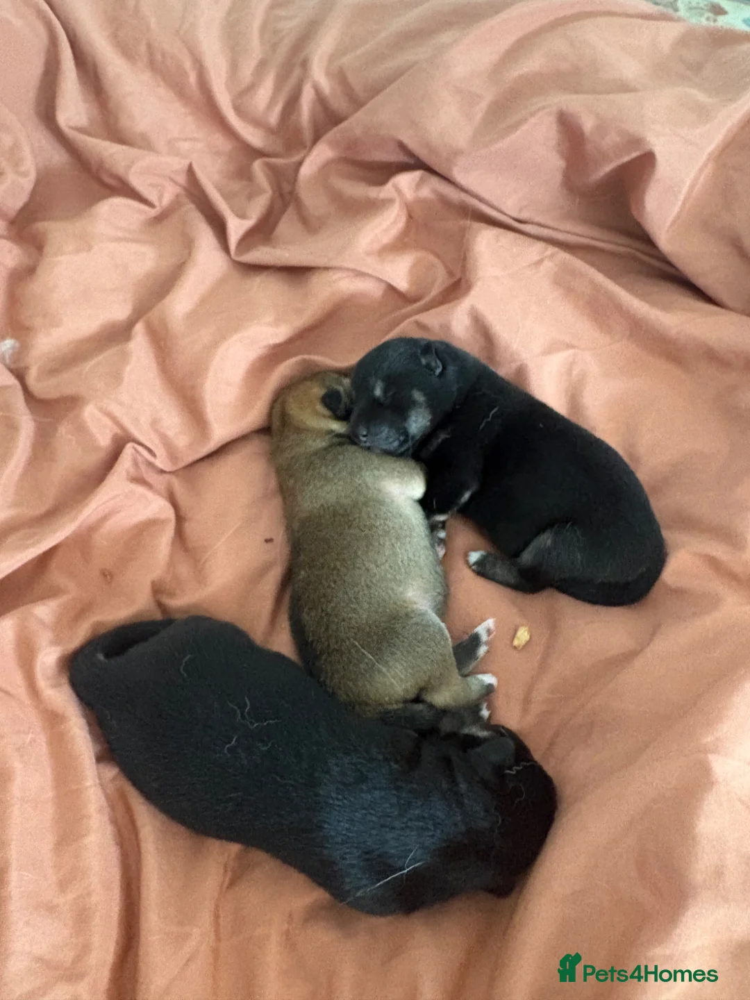 Japanese Shiba Inu dogs for sale: 3 beautiful Shiba puppies  - Advert 2