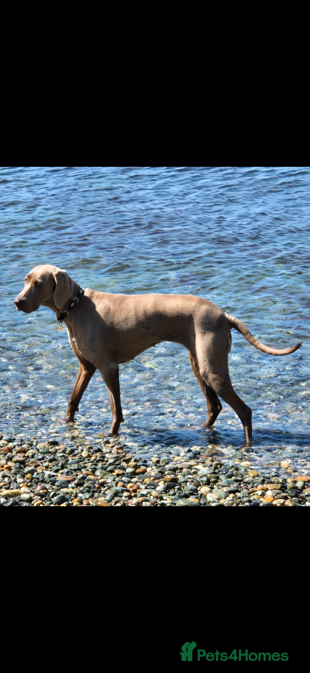 Weimaraner dogs for sale: Weimaraner KC Reg GUNALT CHAMPION BLOODLINE  - Advert 13