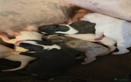 American Bull Staffy dogs for sale: Stunning litter of American bull x staffy puppys  - Advert 2