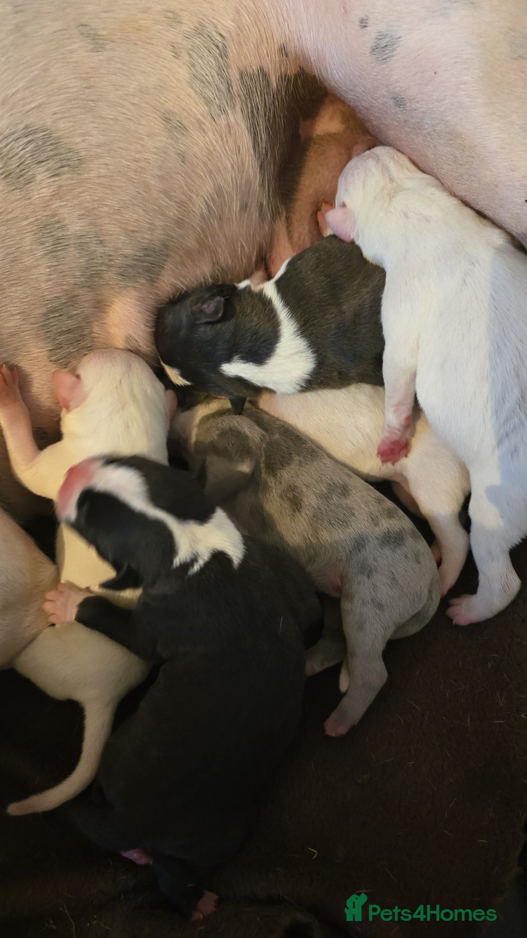 American Bull Staffy dogs for sale: Stunning litter of American bull x staffy puppys  - Advert 2