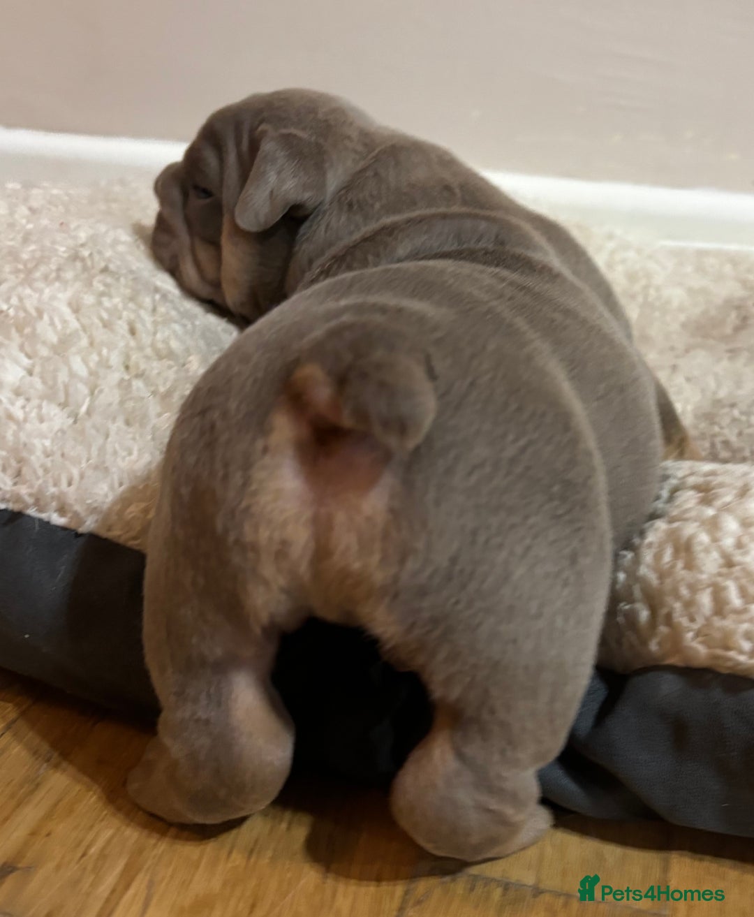 English Bulldog dogs for sale: Top Quality Chunky KC English Bulldogs  in Lampeter - Image 14