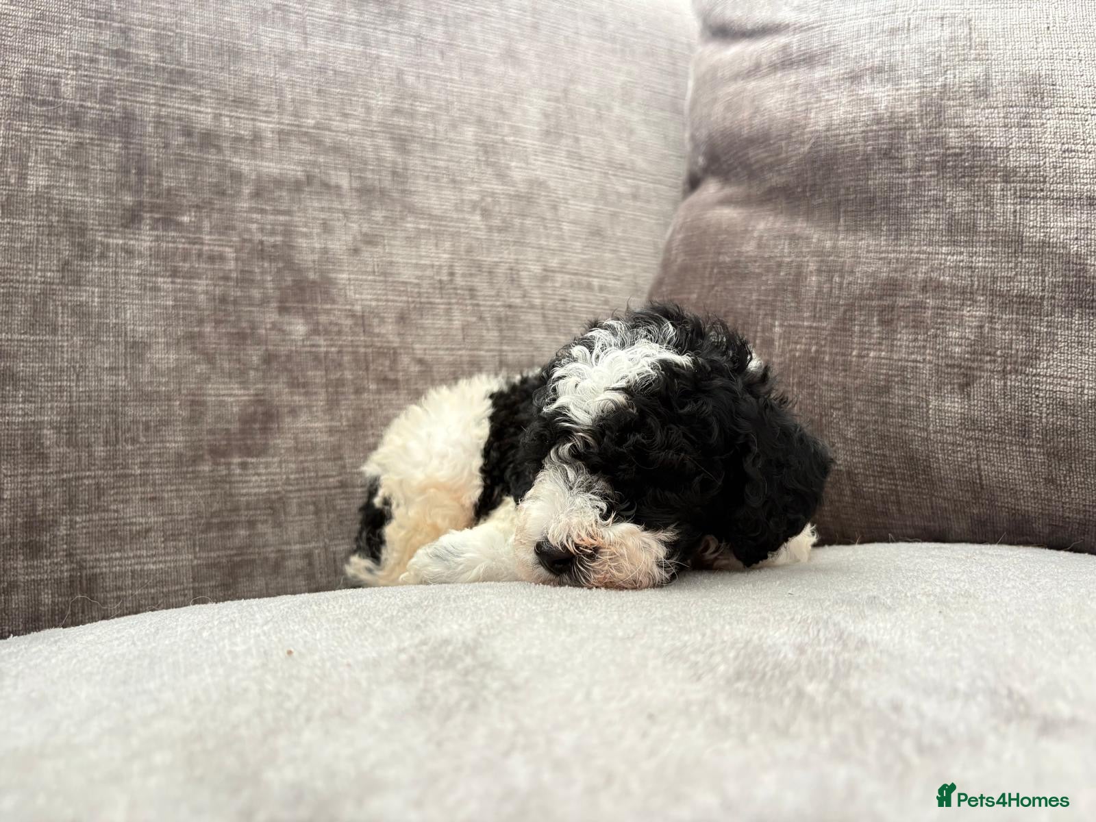Toy Poodle dogs Poodle puppies from health tested parents  - Advert 1